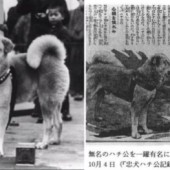 10 sự thật ít ai biết về chú chó Hachiko